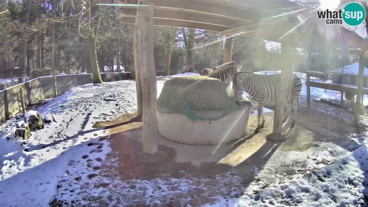 Live webcam Zebras in Ljubljana ZOO – Slovenia