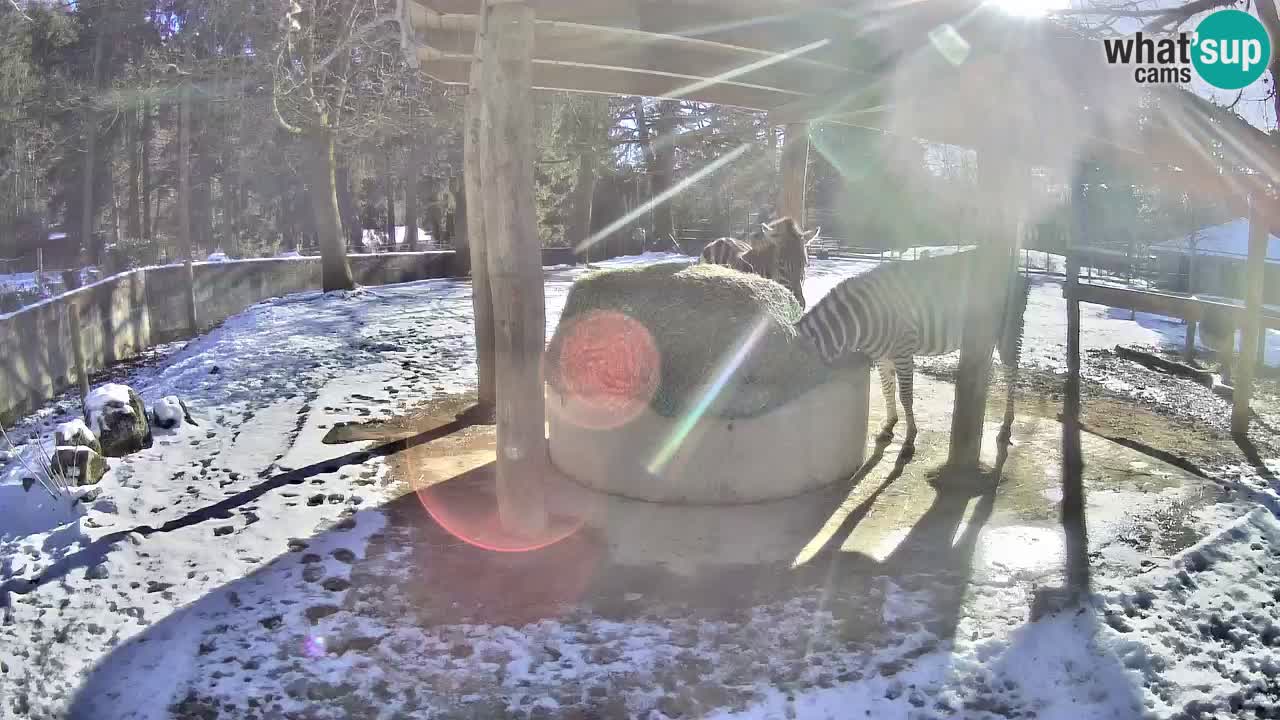 Live Webcam Zebras in Ljubljana ZOO – Slowenien