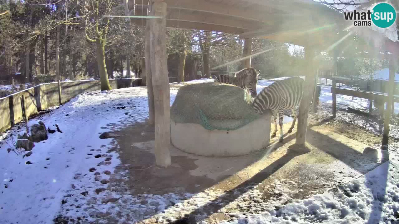 Camera en vivo Cebras in Ljubljana ZOO – Eslovenia