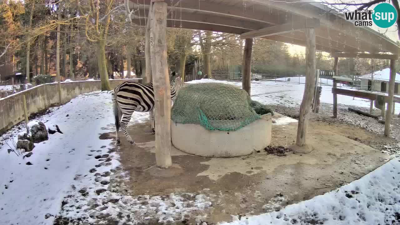 Live webcam Zebras in Ljubljana ZOO – Slovenia