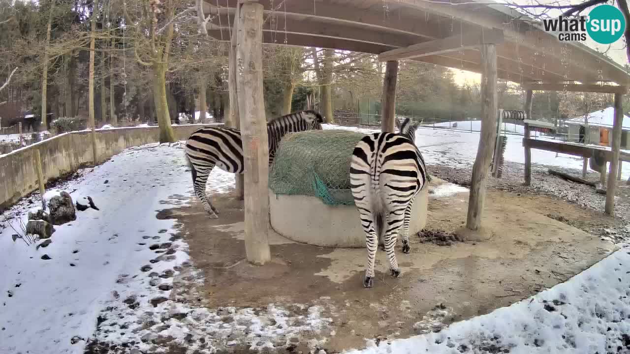 Zebre v živo v živalskem vrtu Ljubljana ZOO spletne kamere