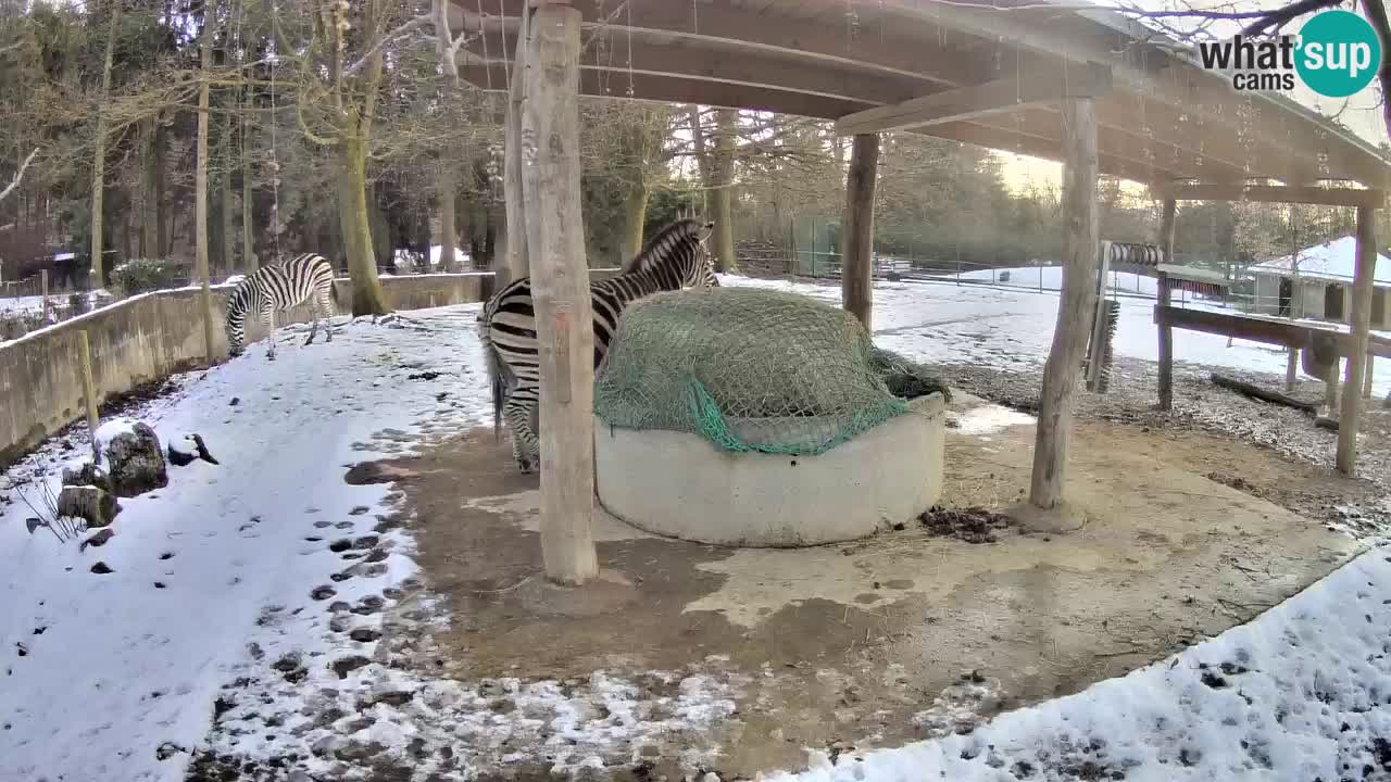 Live webcam Les zèbres in Ljubljana ZOO – Slovénie