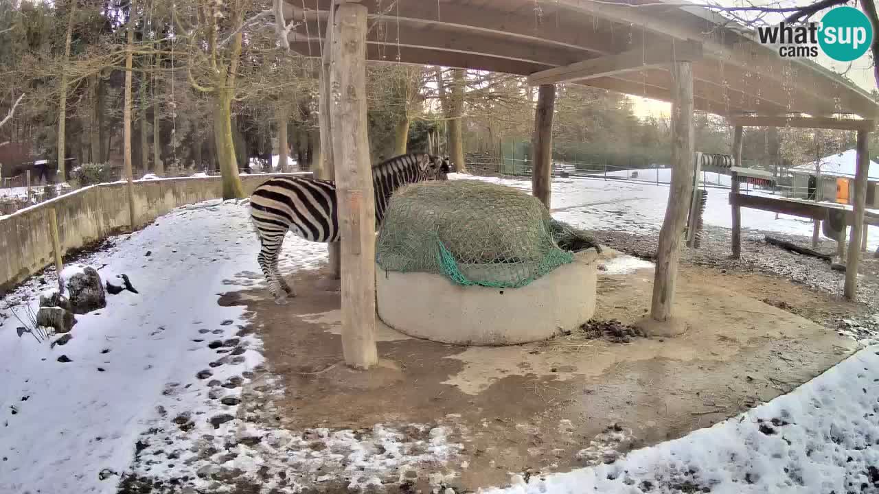 Web kamera uživo Zebras u ZOO Ljubljana – Slovenija