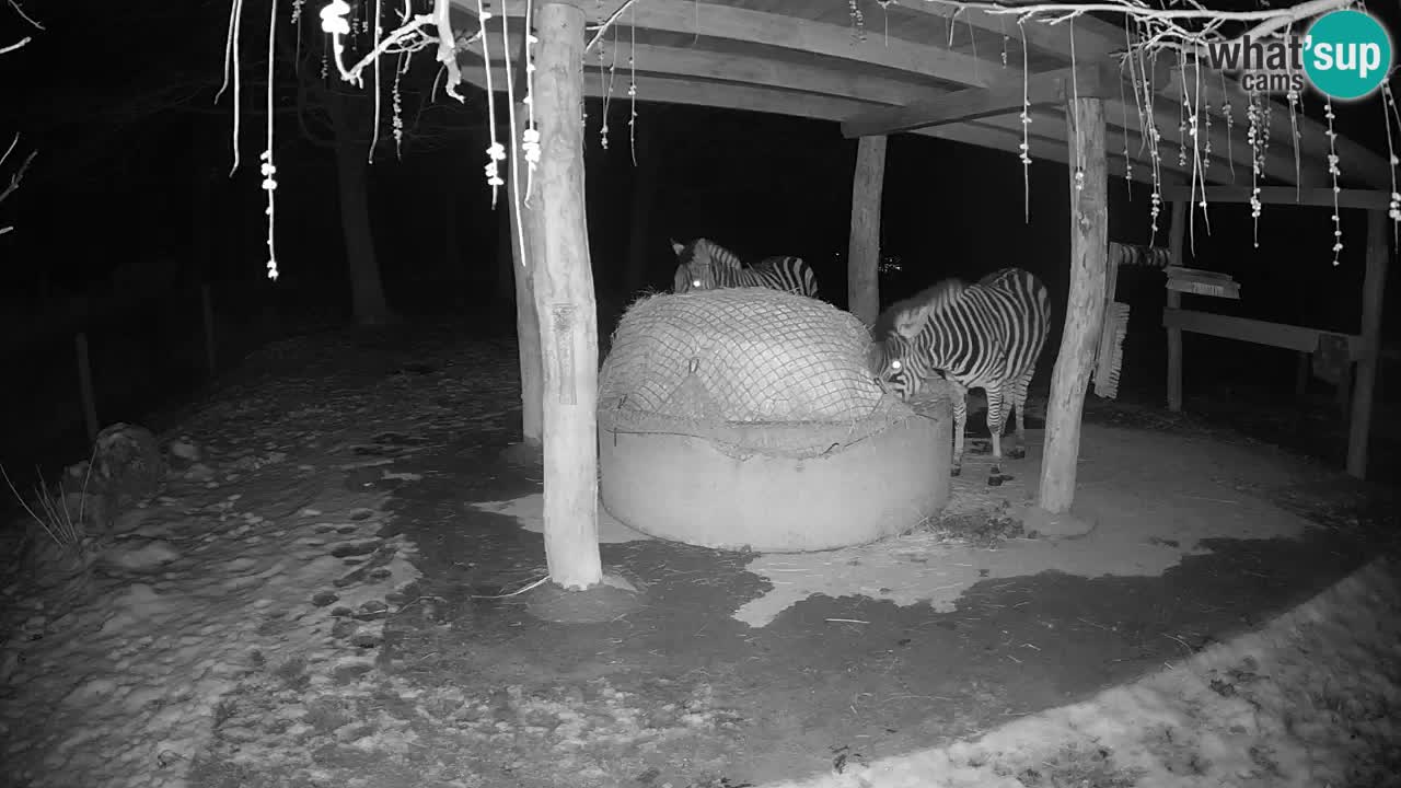 Live webcam Les zèbres in Ljubljana ZOO – Slovénie