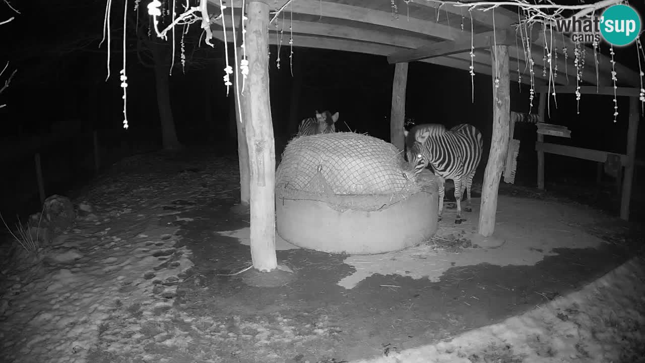 Web kamera uživo Zebras u ZOO Ljubljana – Slovenija