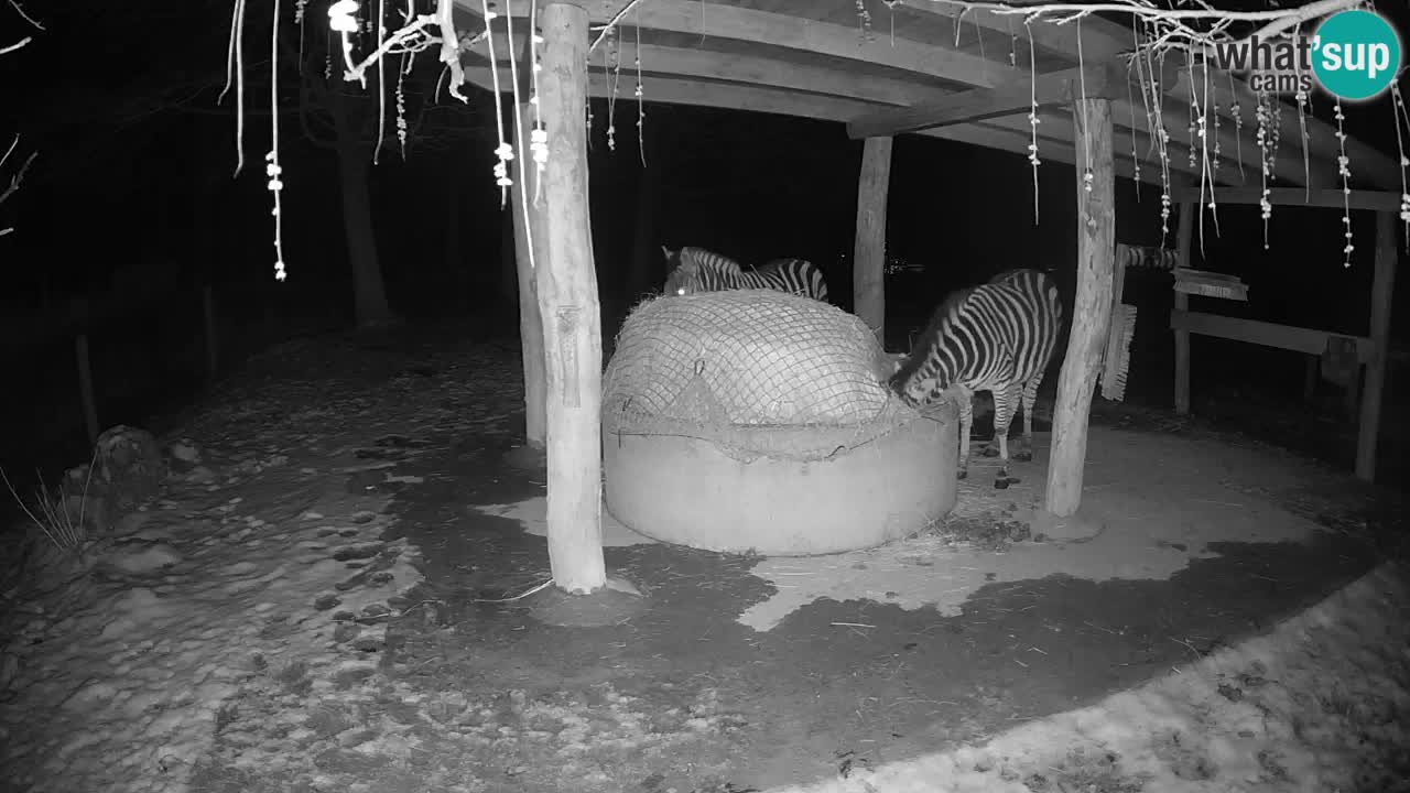 Live webcam Les zèbres in Ljubljana ZOO – Slovénie