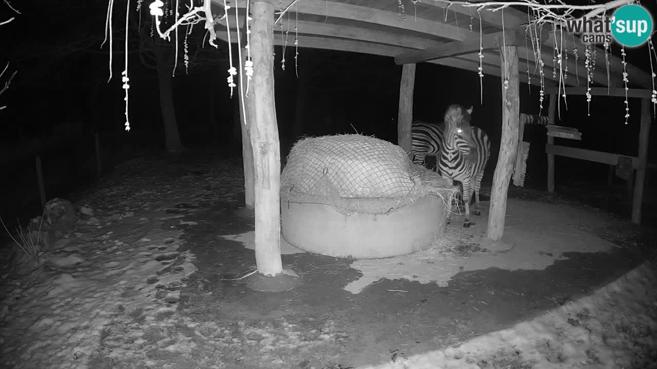 Live Webcam Zebras in Ljubljana ZOO – Slowenien