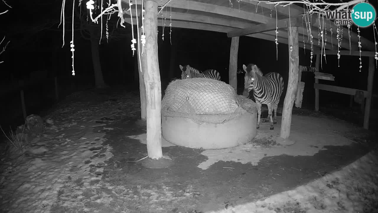 Live webcam Les zèbres in Ljubljana ZOO – Slovénie