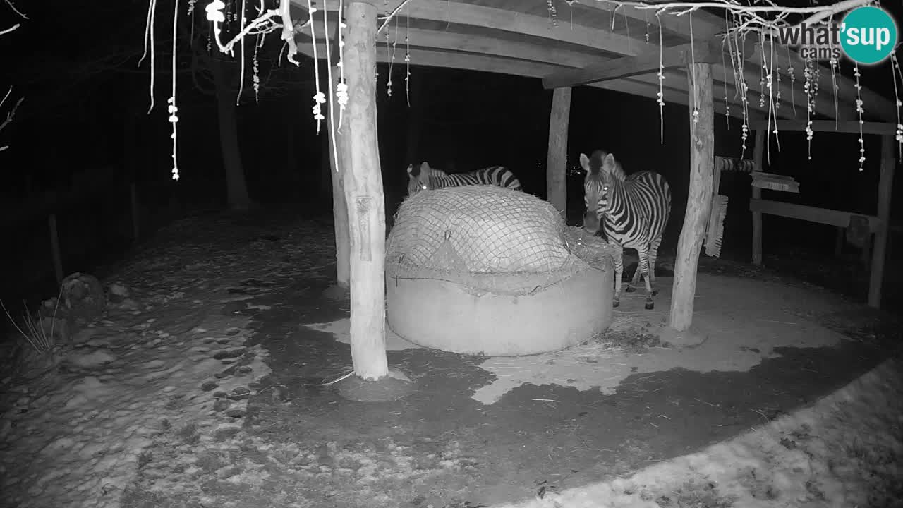 Le Zebre nello ZOO di Ljubljana – Slovenia Live webcam