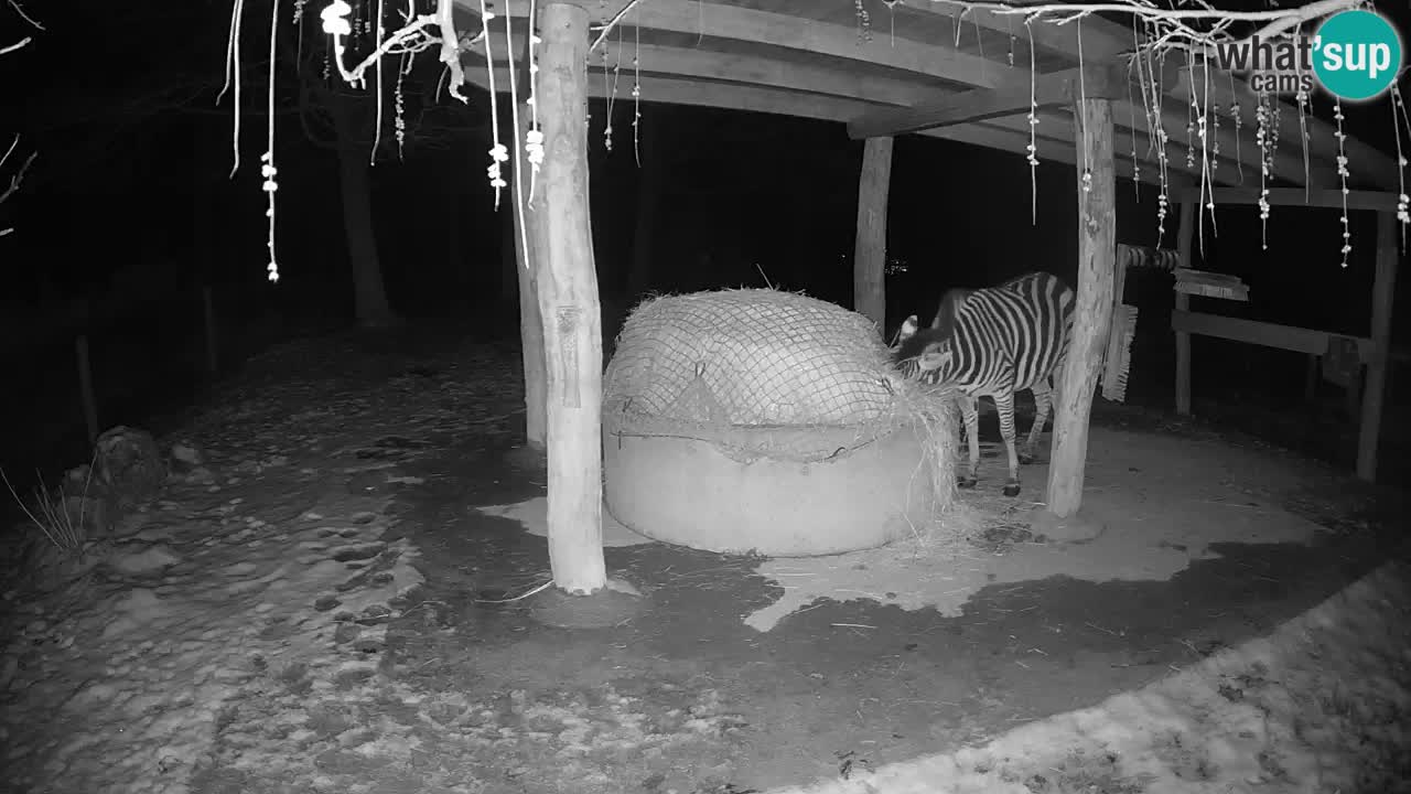 Le Zebre nello ZOO di Ljubljana – Slovenia Live webcam