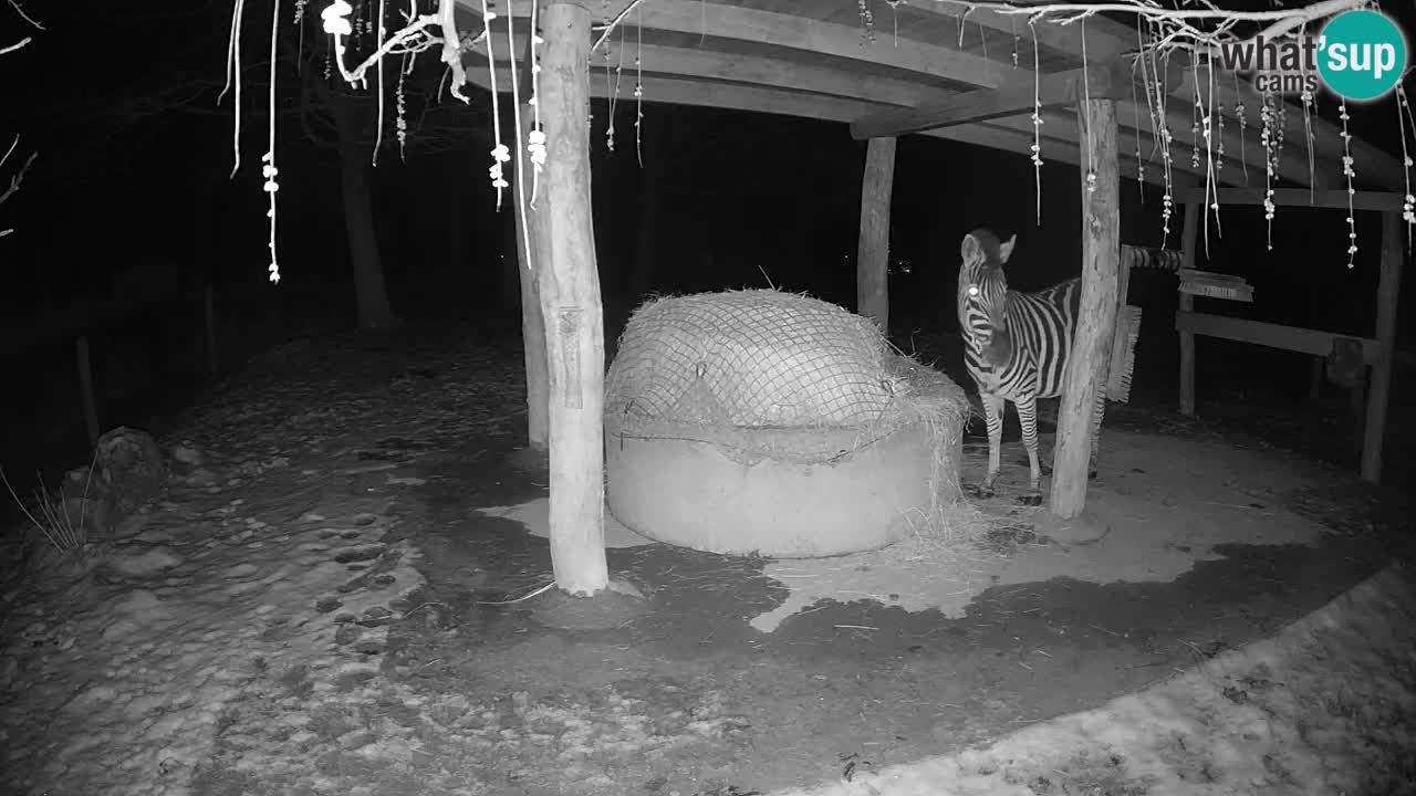 Zebre v živo v živalskem vrtu Ljubljana ZOO spletne kamere