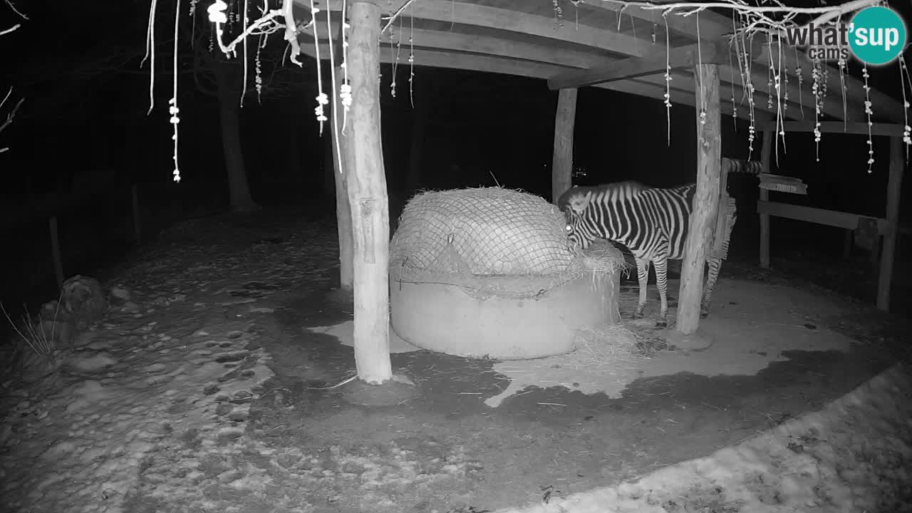 Zebre v živo v živalskem vrtu Ljubljana ZOO spletne kamere