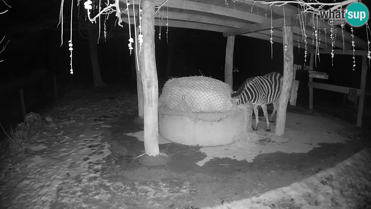 Live webcam Les zèbres in Ljubljana ZOO – Slovénie