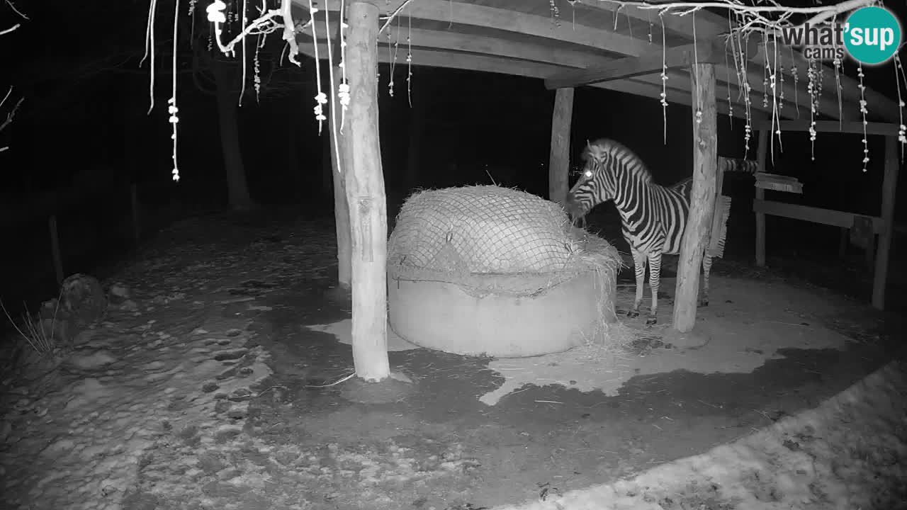 Zebre v živo v živalskem vrtu Ljubljana ZOO spletne kamere