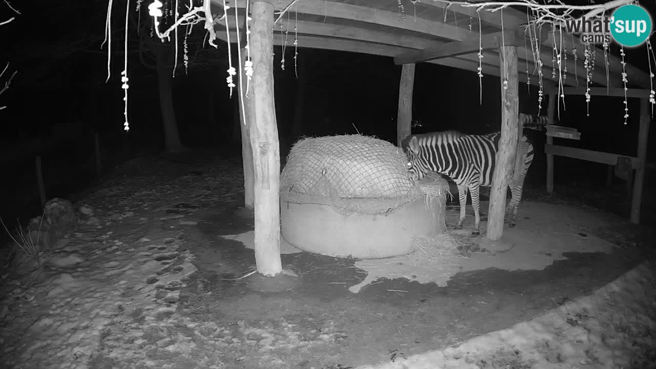 Live webcam Les zèbres in Ljubljana ZOO – Slovénie