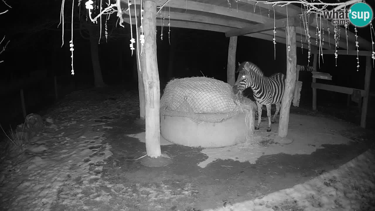 Zebre v živo v živalskem vrtu Ljubljana ZOO spletne kamere