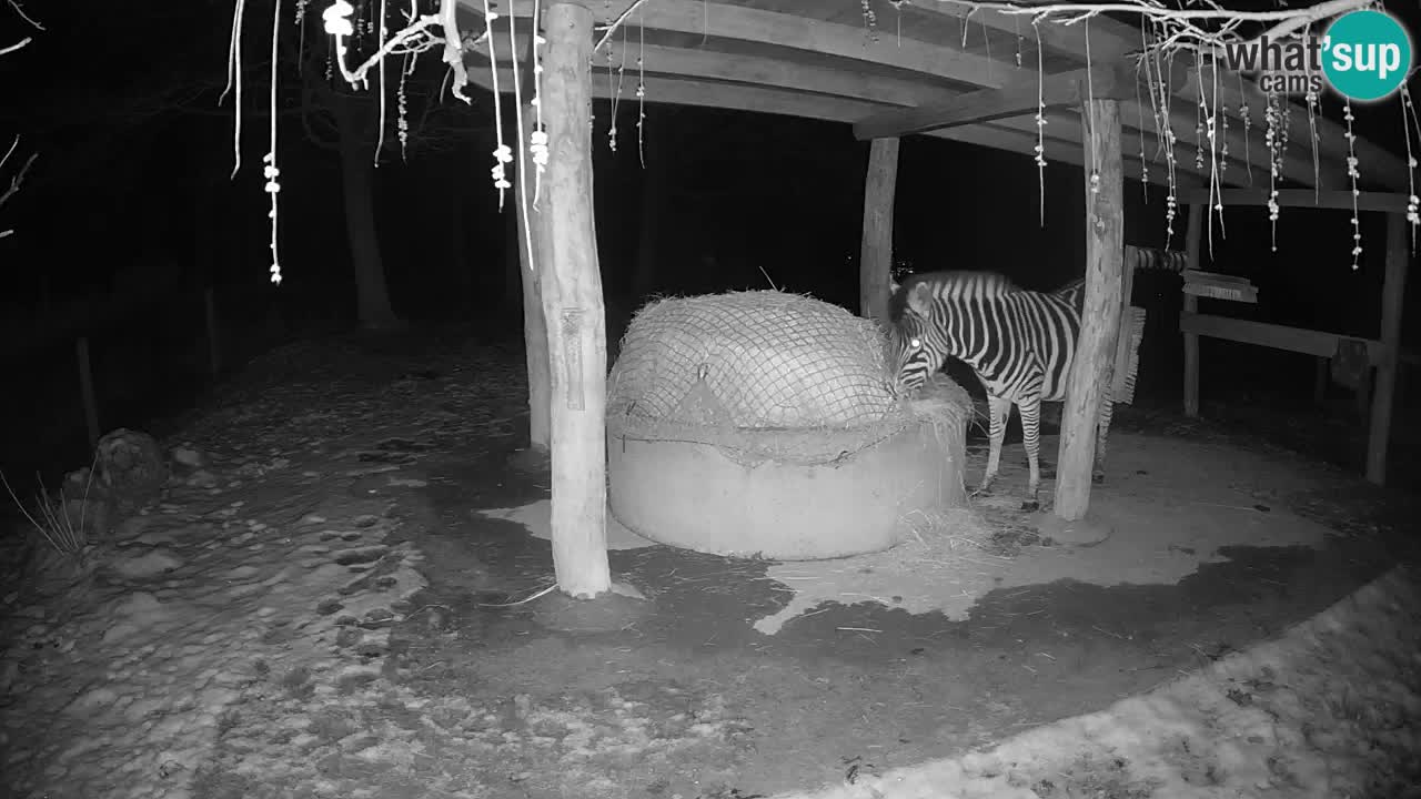 Zebre v živo v živalskem vrtu Ljubljana ZOO spletne kamere