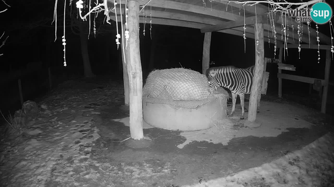 Zebre v živo v živalskem vrtu Ljubljana ZOO spletne kamere