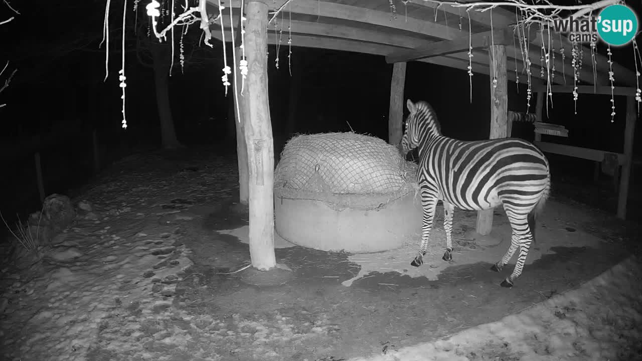 Live webcam Les zèbres in Ljubljana ZOO – Slovénie