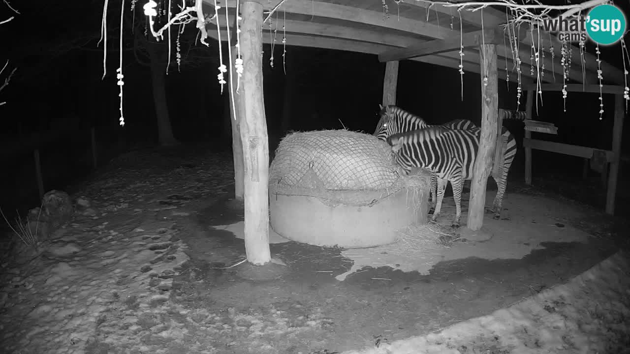 Zebre v živo v živalskem vrtu Ljubljana ZOO spletne kamere