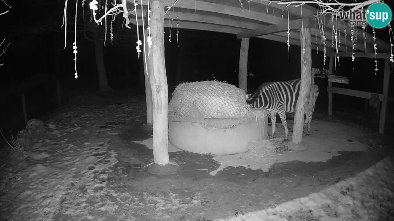 Live webcam Les zèbres in Ljubljana ZOO – Slovénie