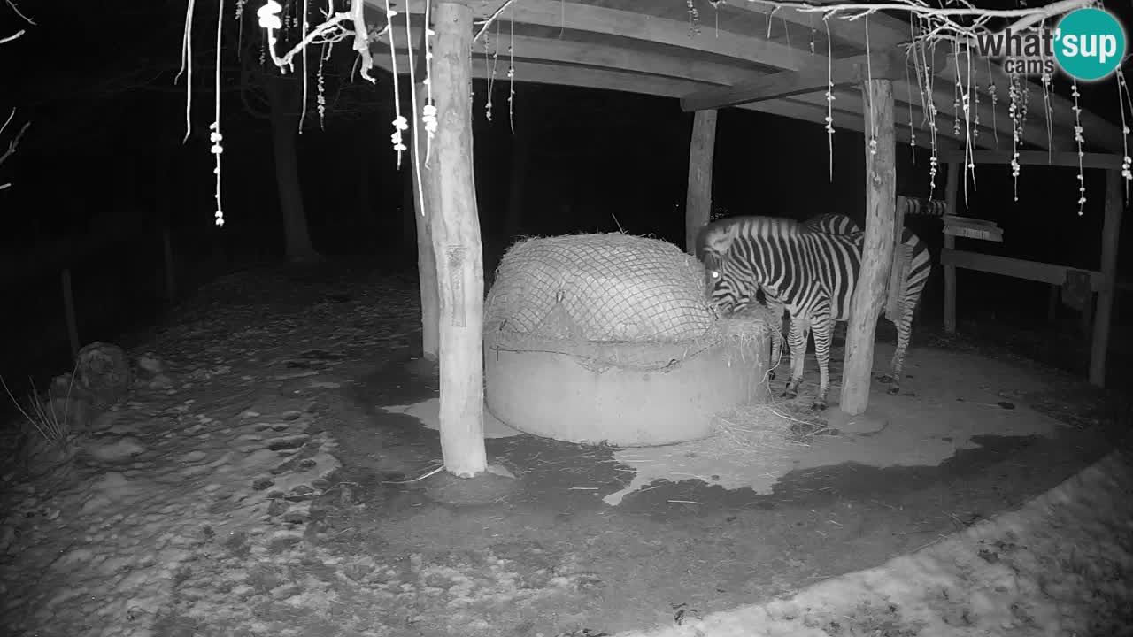 Live webcam Les zèbres in Ljubljana ZOO – Slovénie