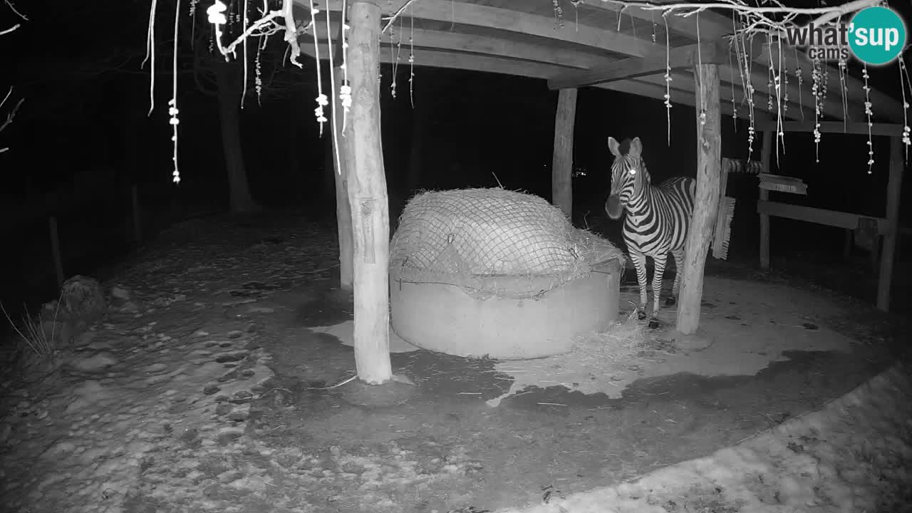 Zebre v živo v živalskem vrtu Ljubljana ZOO spletne kamere