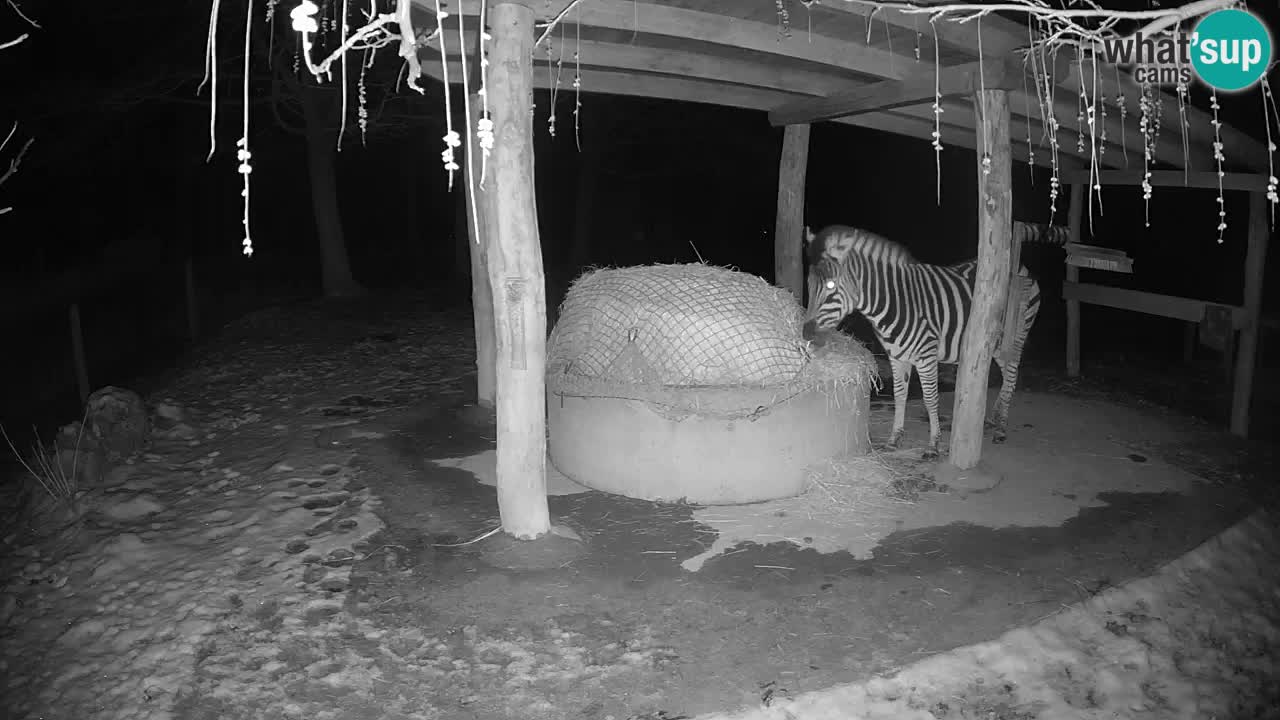 Zebre v živo v živalskem vrtu Ljubljana ZOO spletne kamere