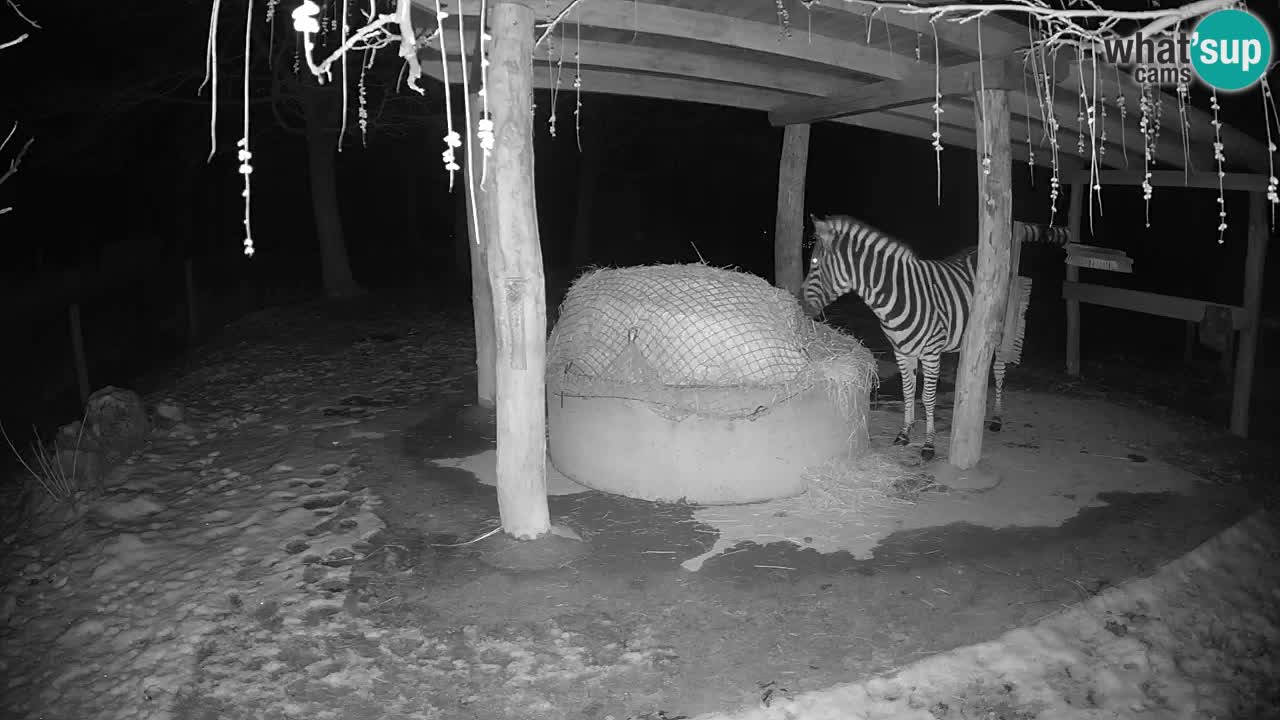 Zebre v živo v živalskem vrtu Ljubljana ZOO spletne kamere