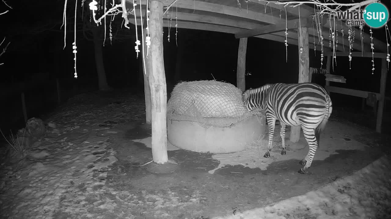 Live webcam Les zèbres in Ljubljana ZOO – Slovénie