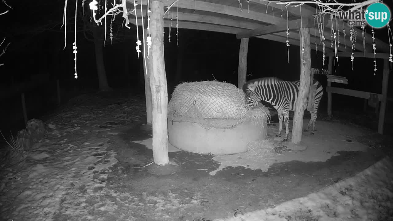 Zebre v živo v živalskem vrtu Ljubljana ZOO spletne kamere