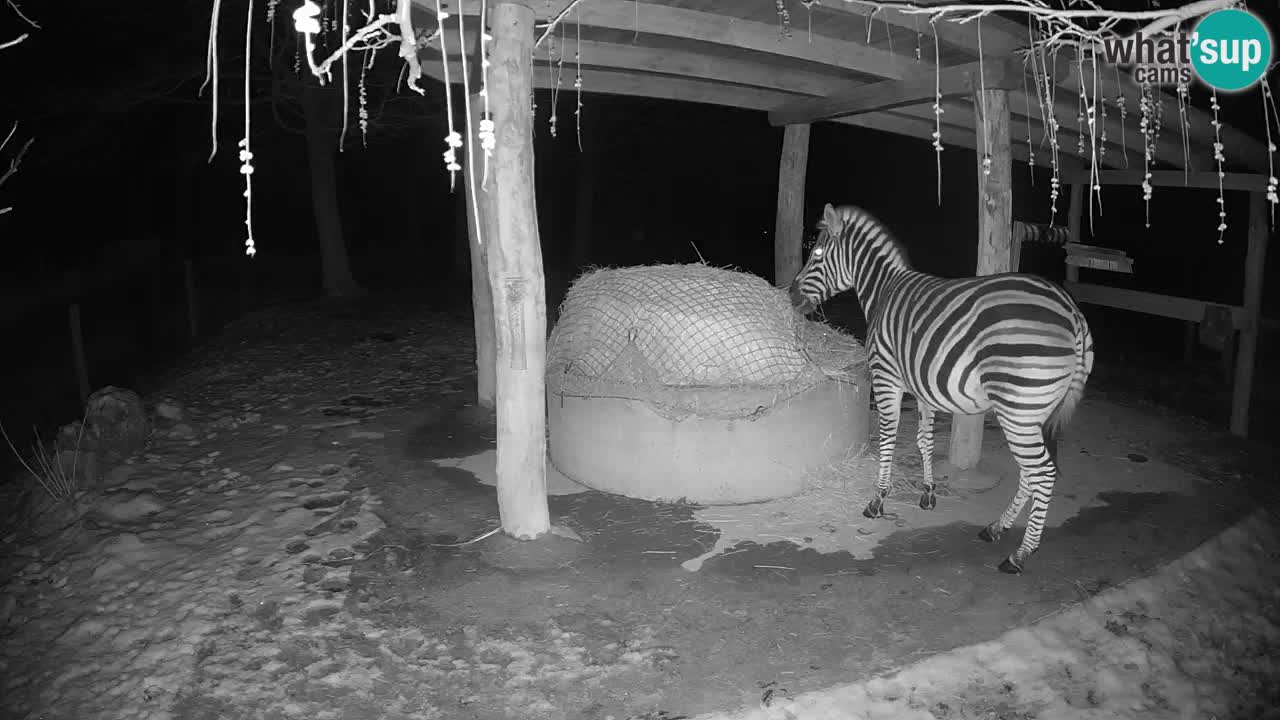 Le Zebre nello ZOO di Ljubljana – Slovenia Live webcam