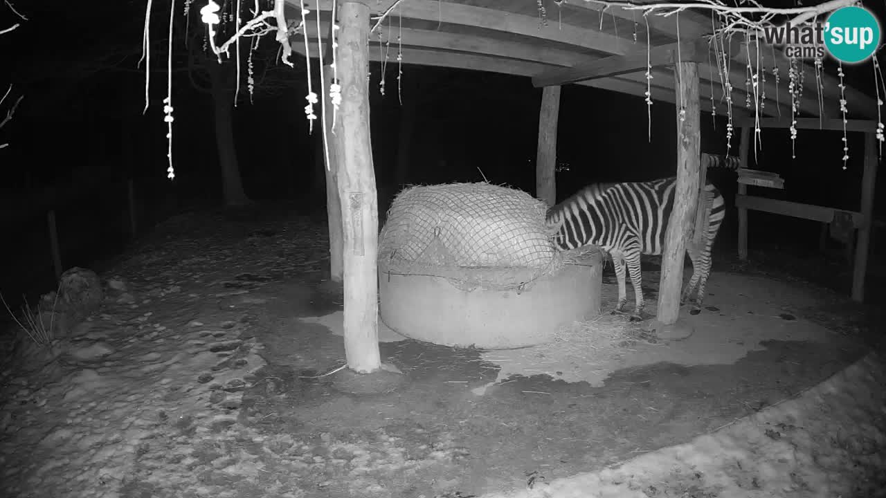 Live webcam Zebras in Ljubljana ZOO – Slovenia