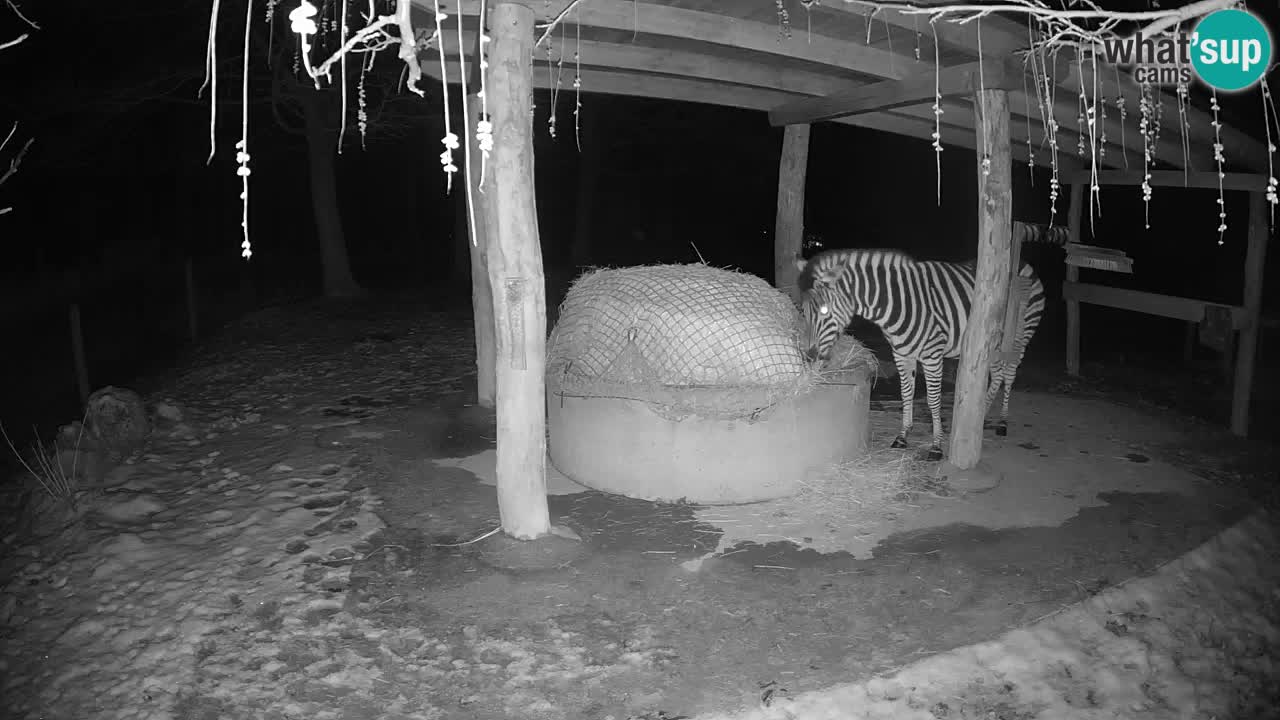 Live webcam Zebras in Ljubljana ZOO – Slovenia