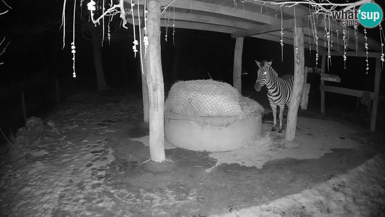 Live webcam Zebras in Ljubljana ZOO – Slovenia