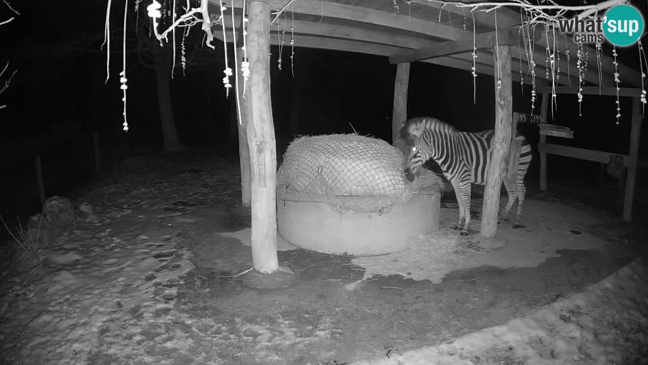 Live webcam Les zèbres in Ljubljana ZOO – Slovénie