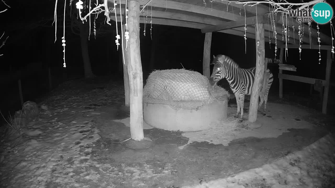 Live Webcam Zebras in Ljubljana ZOO – Slowenien