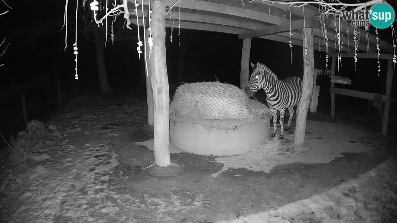 Zebre v živo v živalskem vrtu Ljubljana ZOO spletne kamere