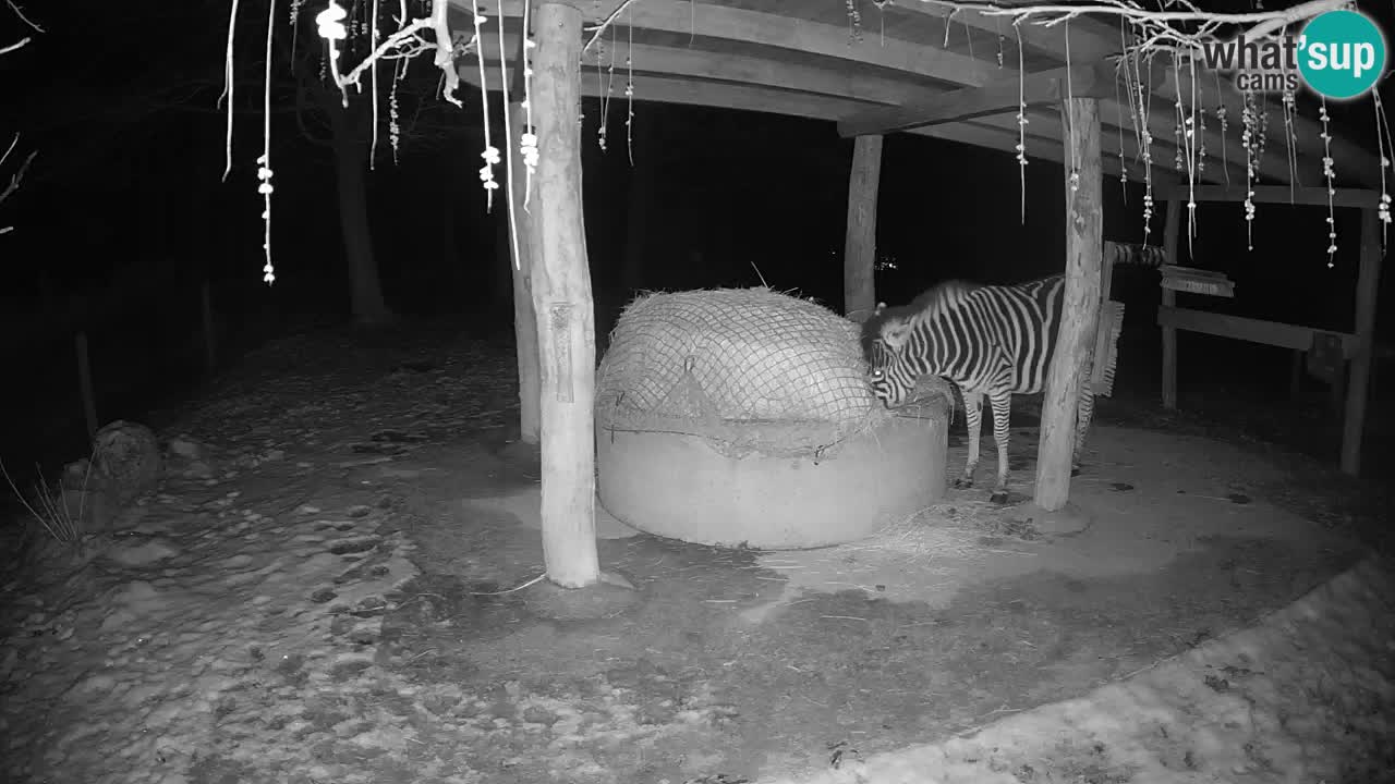 Live Webcam Zebras in Ljubljana ZOO – Slowenien