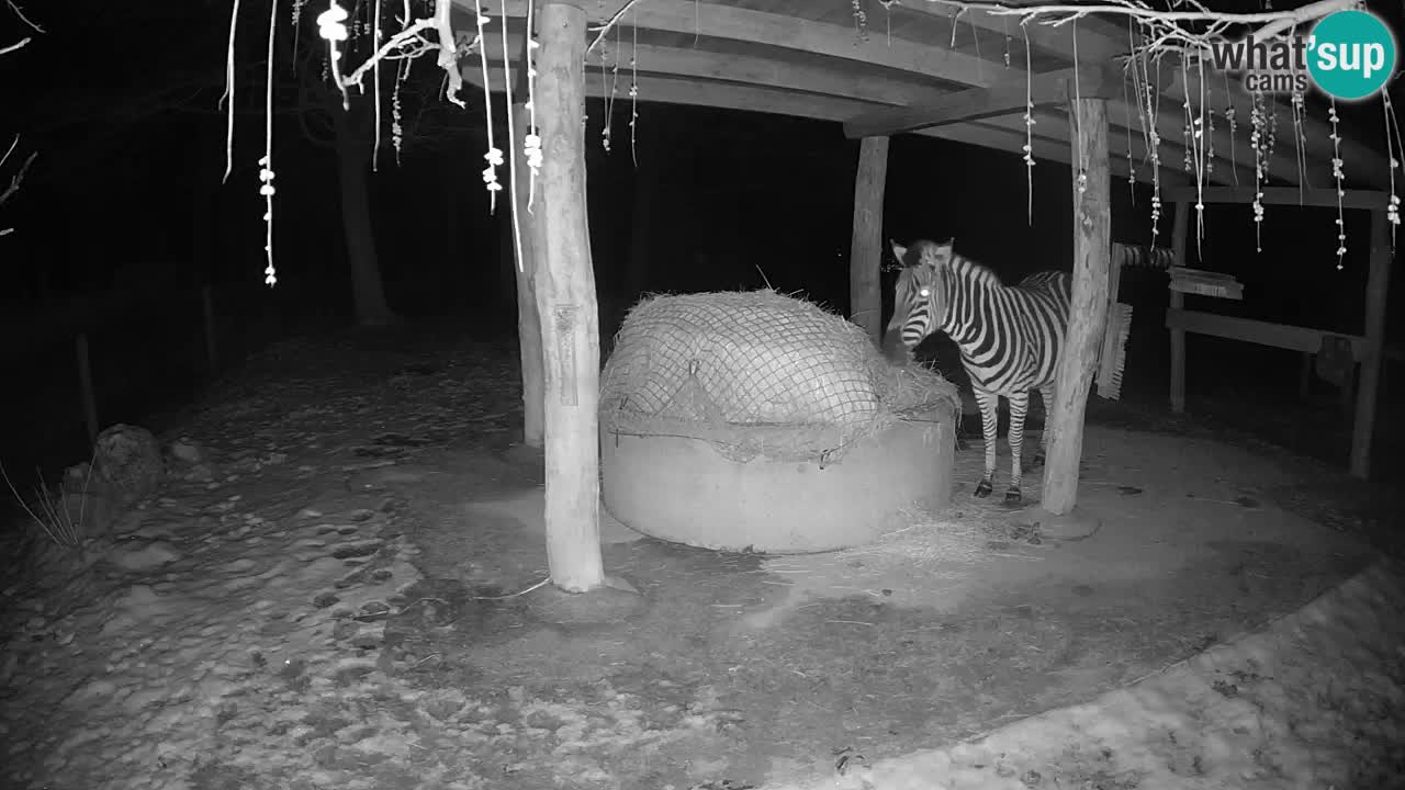 Live webcam Zebras in Ljubljana ZOO – Slovenia