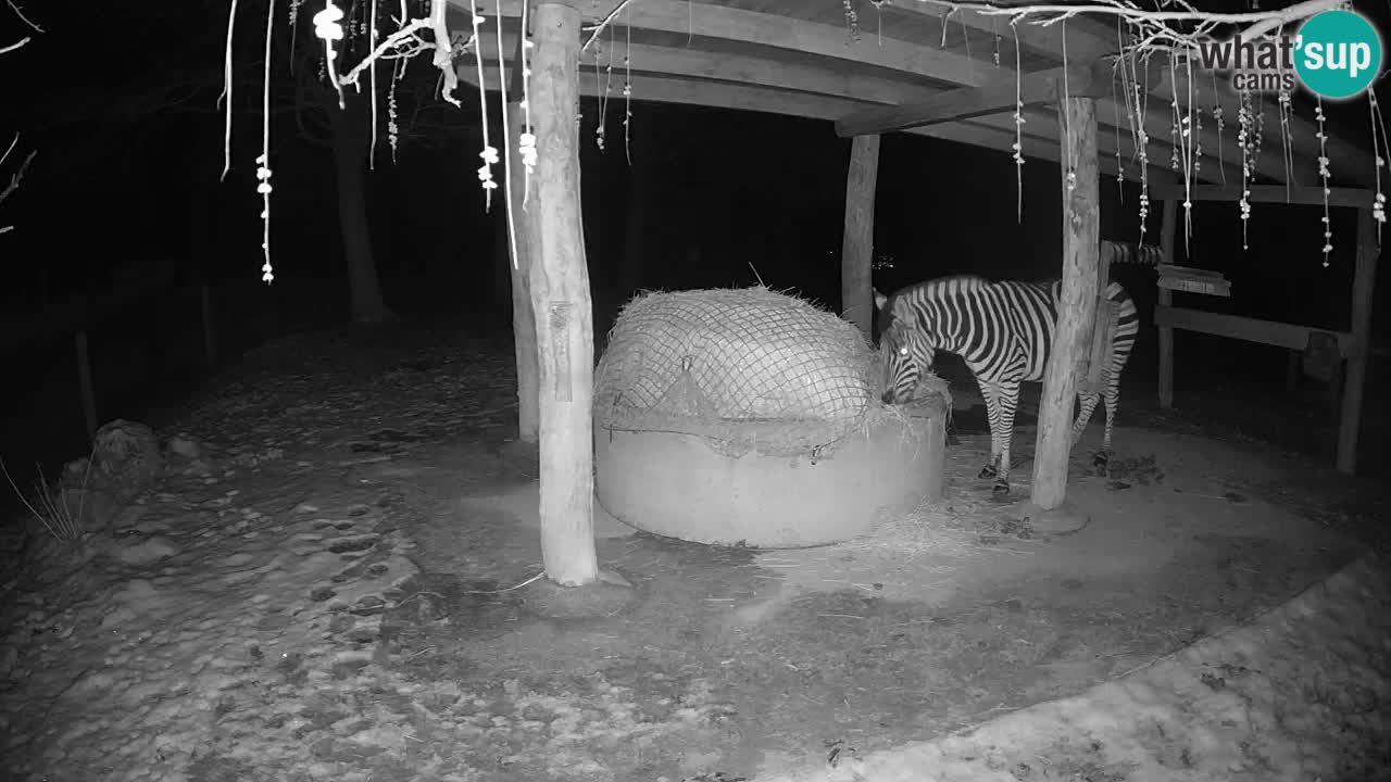 Live webcam Zebras in Ljubljana ZOO – Slovenia