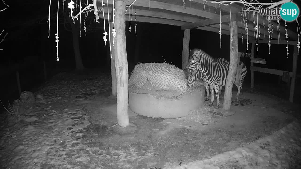 Live webcam Zebras in Ljubljana ZOO – Slovenia