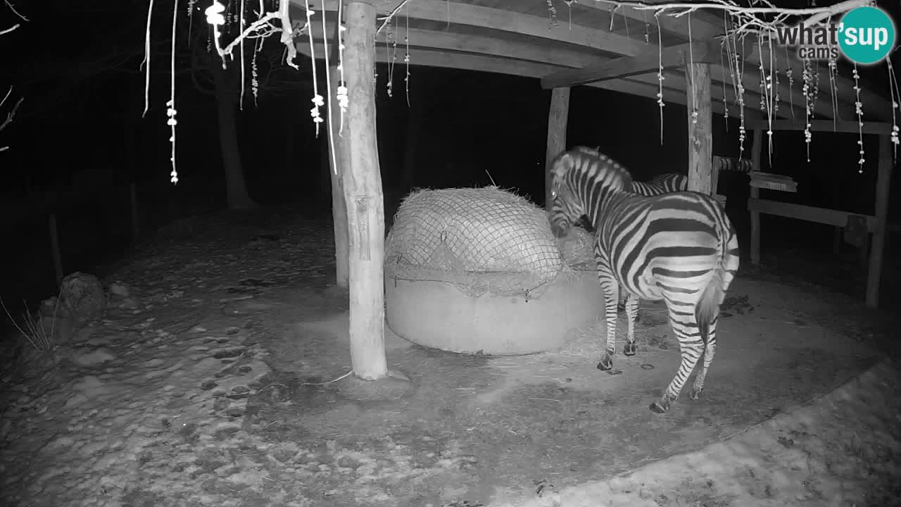 Camera en vivo Cebras in Ljubljana ZOO – Eslovenia