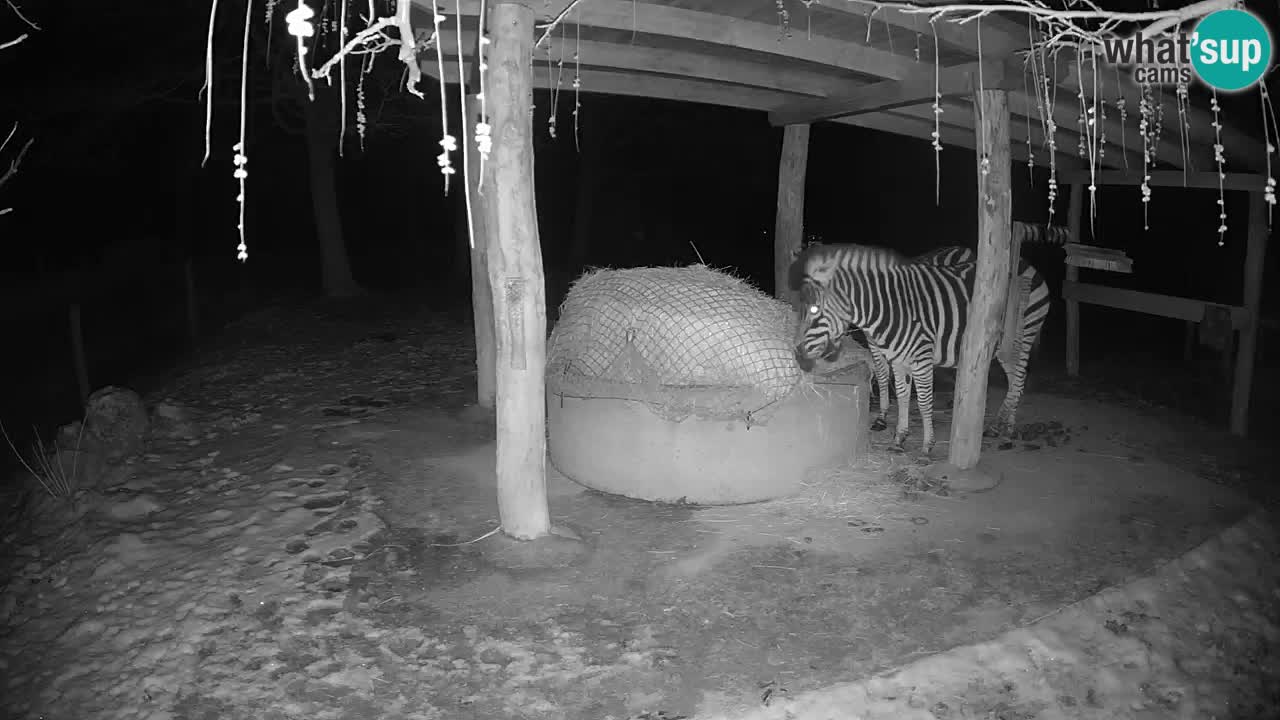 Web kamera uživo Zebras u ZOO Ljubljana – Slovenija