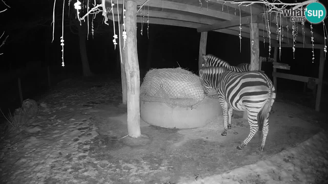 Camera en vivo Cebras in Ljubljana ZOO – Eslovenia