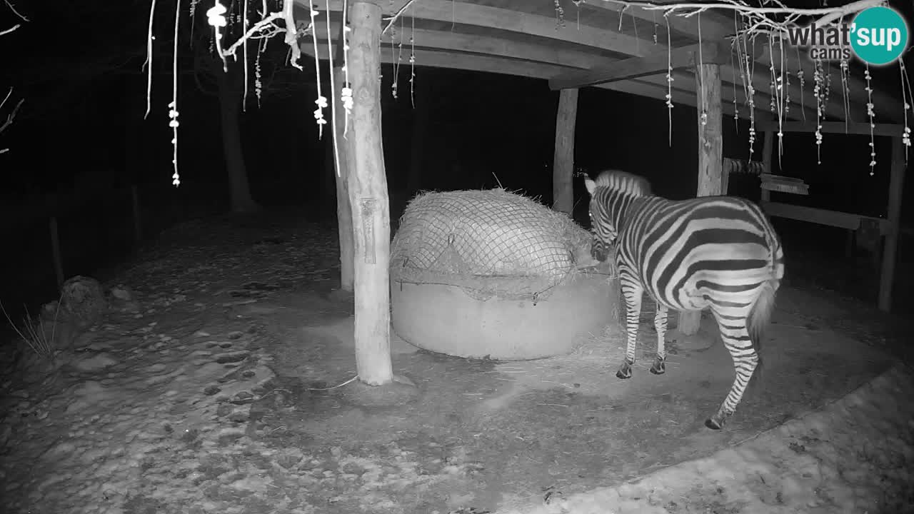 Zebre v živo v živalskem vrtu Ljubljana ZOO spletne kamere