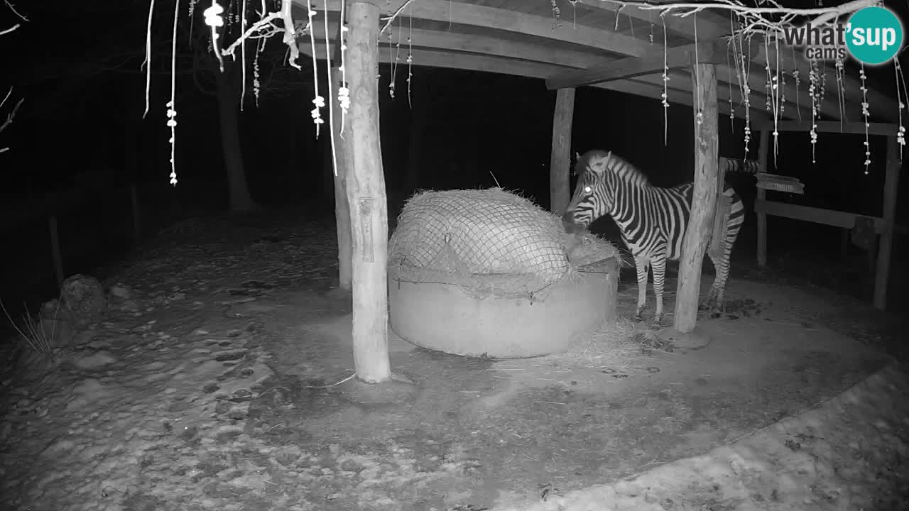 Live webcam Les zèbres in Ljubljana ZOO – Slovénie