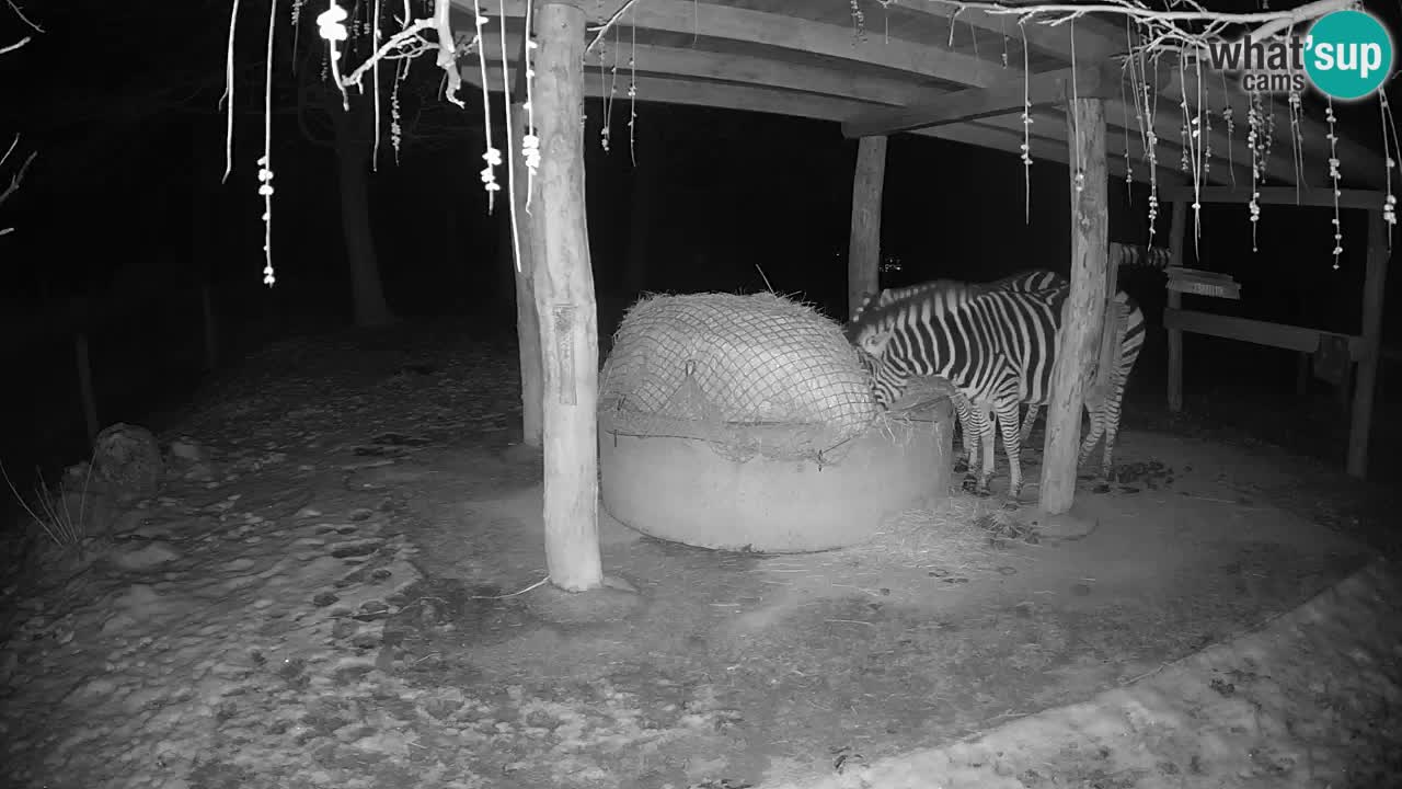 Live webcam Les zèbres in Ljubljana ZOO – Slovénie