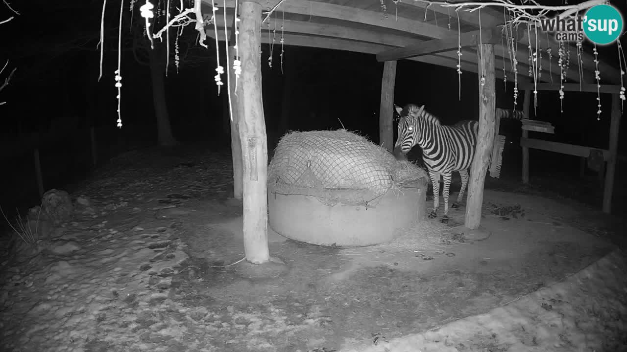 Live webcam Les zèbres in Ljubljana ZOO – Slovénie