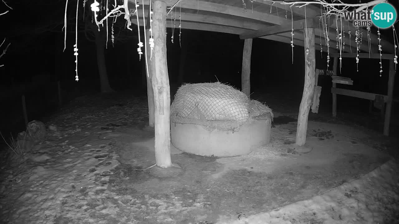 Live webcam Les zèbres in Ljubljana ZOO – Slovénie